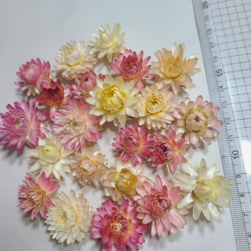 貝細工　ヘリクリサム　40個　No.98 貝細工 ドライフラワー ヘリクリサム ドライフラワー FlowerLife 通販