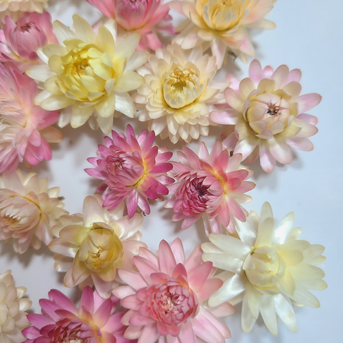 貝細工 ドライフラワー ヘリクリサム ドライフラワー FlowerLife 通販