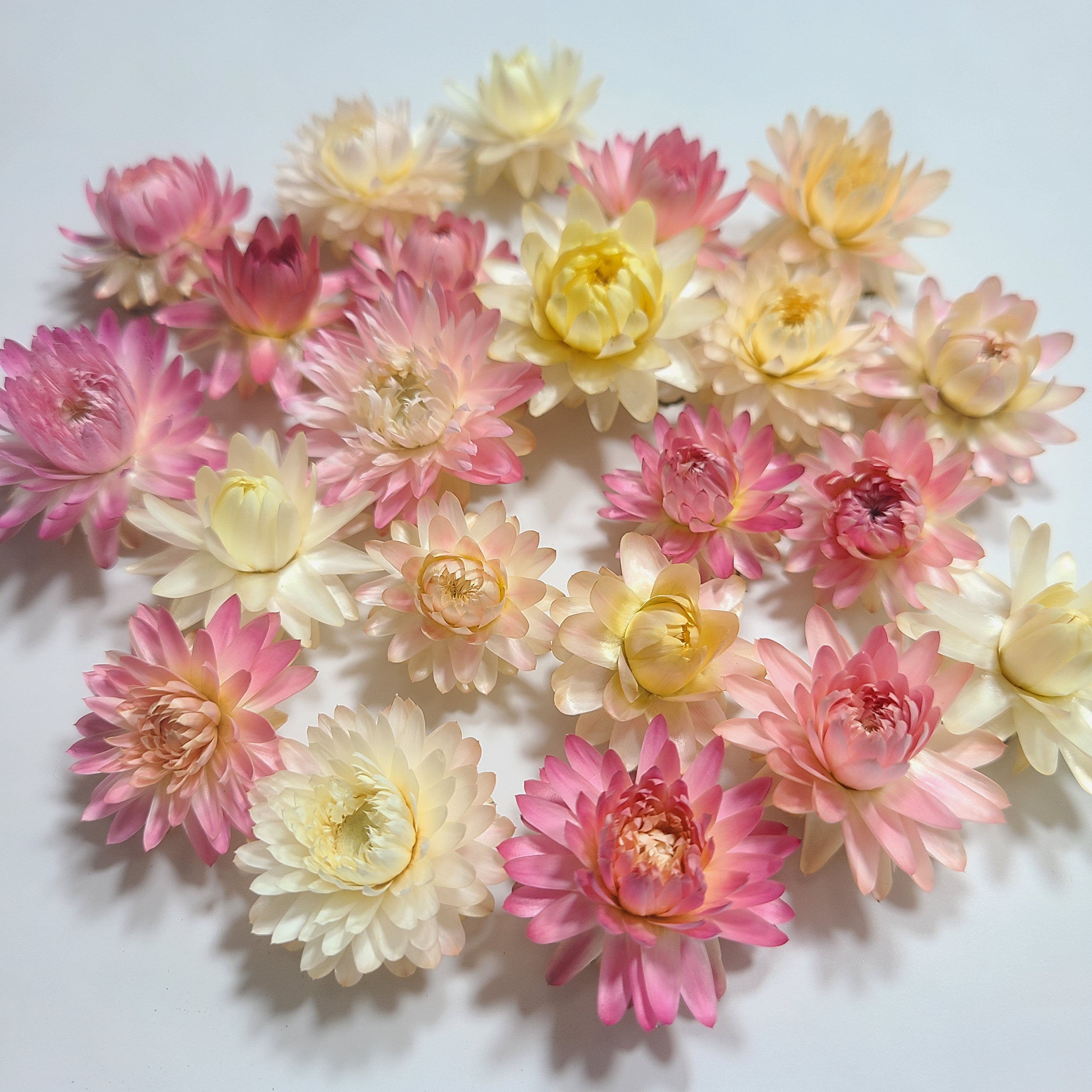 貝細工 ドライフラワー ヘリクリサム ドライフラワー FlowerLife 通販