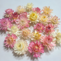 貝細工 ドライフラワー ヘリクリサム ドライフラワー FlowerLife 通販