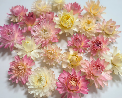 ドライフラワー 3種の花材セット 貝細工など 00ccc98e9f71d91768db320c709cb4