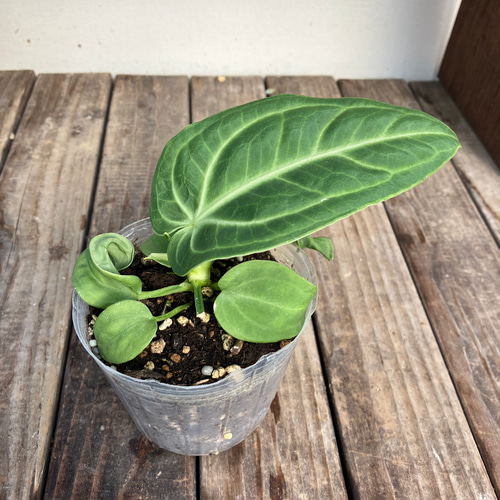 anthurium pulverulentum アンスリウム原種 養生済 - メルカリ