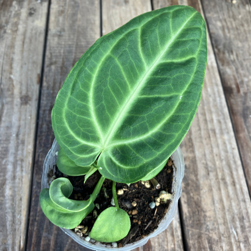 anthurium pulverulentum アンスリウム原種 養生済 - メルカリ