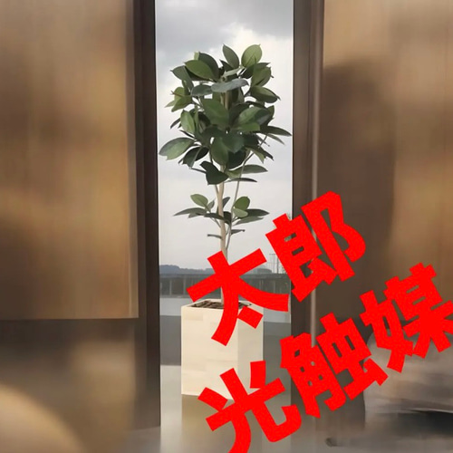 光触媒　人工観葉植物　フェイクグリーン　ウッドボックスゴムの木1.8 フェイクグリーン 鉢植え 大型 ウッドボックス ライトトネリコ