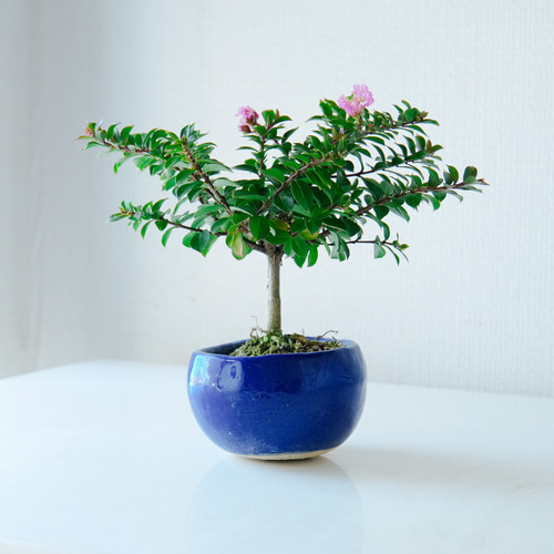 さるすべり 百日紅盆栽 中品 平安虹泉 根張り有 サルスベリ 百日紅の盆栽を