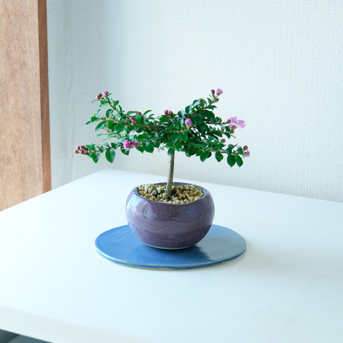 盆栽]百日紅/サルスベリ サルスベリ(百日紅)をプチ整枝 - 日々盆栽とくらし