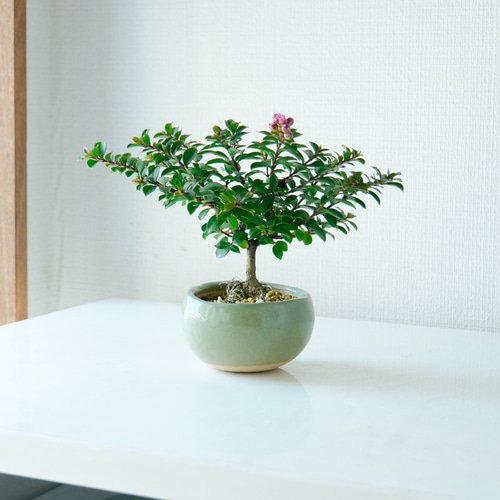 百日紅(サルスベリ) ミニ盆栽 陶器の薄緑色鉢 盆栽 石井盆栽