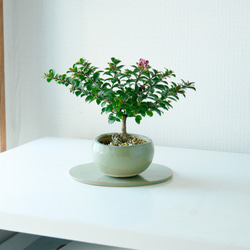 緑柚・盆栽鉢 産地直送 白鳥花 Mサイズ 鉢色 檸檬（受け皿セット）／山形