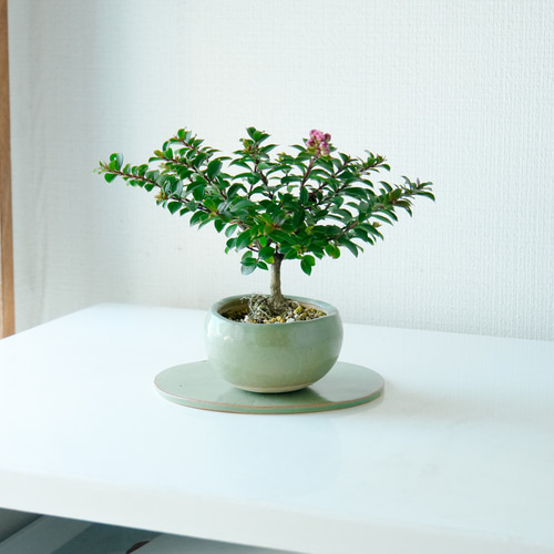 百日紅(サルスベリ) ミニ盆栽 陶器の薄緑色鉢 盆栽 石井盆栽 通販