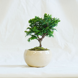 山*己様 手のひらサイズ 、小品石化檜極太盆栽 山*己様 手のひらサイズ 、小品石化檜極太盆栽 楽天市場】盆栽