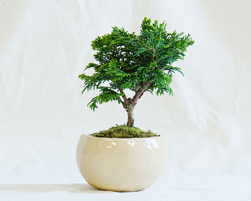 津山桧盆栽 8-1 津山檜 小品盆栽