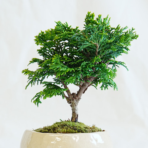 津山桧(つやまひのき) 手のひらサイズのミニ盆栽 ベージュ鉢 盆栽 石井