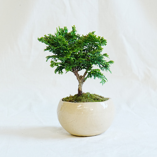 津山桧(つやまひのき) 手のひらサイズのミニ盆栽 ベージュ鉢 盆栽 石井
