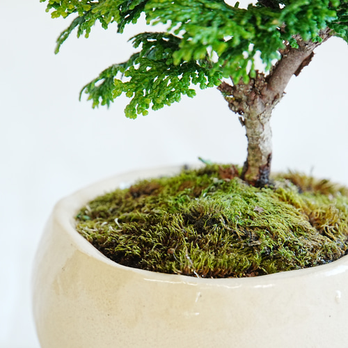 津山桧(つやまひのき) 手のひらサイズのミニ盆栽 ベージュ鉢
