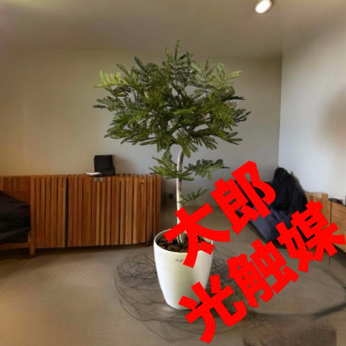 光触媒　人工観葉植物　ウォールグリーン　フェイクグリーン　斑入り黒竹9050 光触媒 人工観葉植物 ウォールグリーン フェイクグリーン 斑入り黒竹