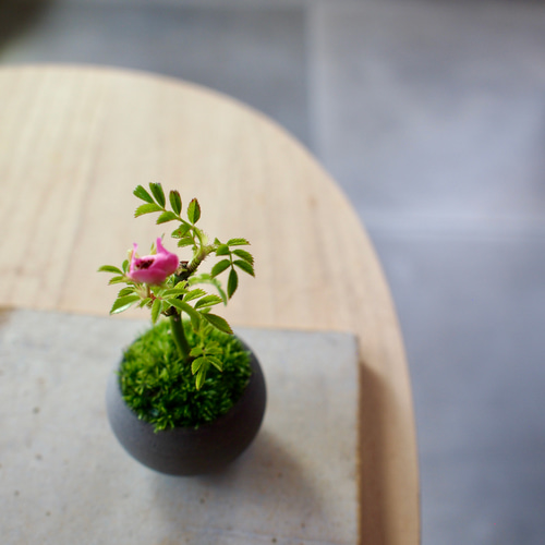 ノイバラ｜超ミニ盆栽｜ピンクの花 | 落葉低木 盆栽 bonsaikiki 通販