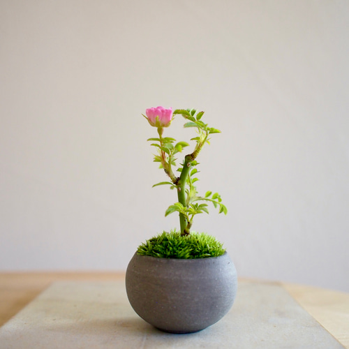 ノイバラ｜超ミニ盆栽｜ピンクの花 | 落葉低木 盆栽 bonsaikiki