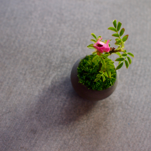 ノイバラ｜超ミニ盆栽｜ピンクの花 | 落葉低木 盆栽 bonsaikiki 通販