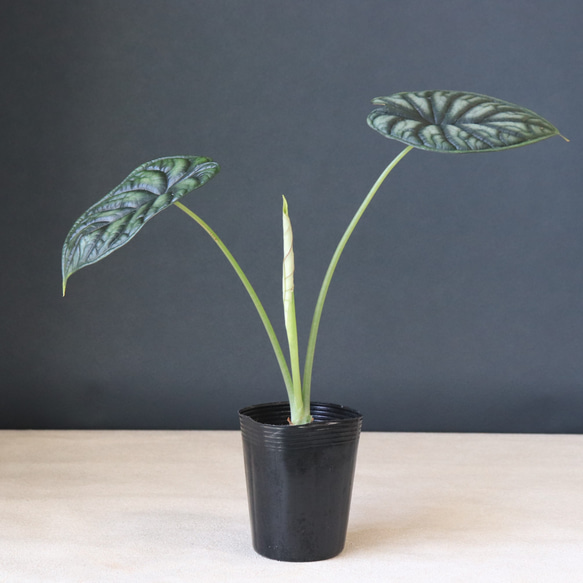 アロカシア　ドラゴンスケール アロカシア ドラゴン スケール アルボ 「Alocasia Dragon Scale