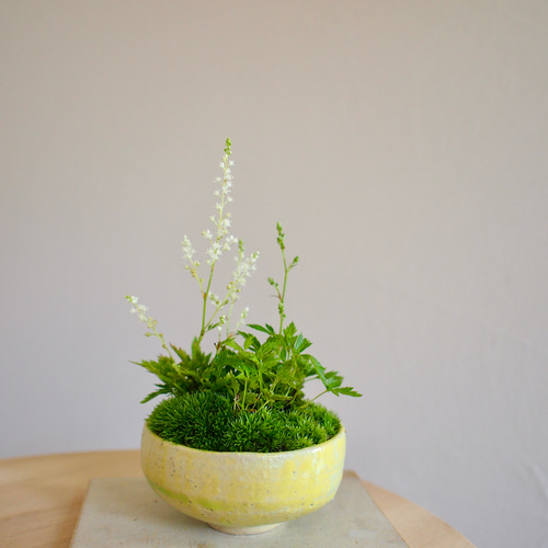 マ*ケ様 山野草　純白　アツモリソウ　花２　１株　１鉢 マ*ケ様 山野草 純白 アツモリソウ 花2 1株 1鉢 アツモリソウ 敦盛