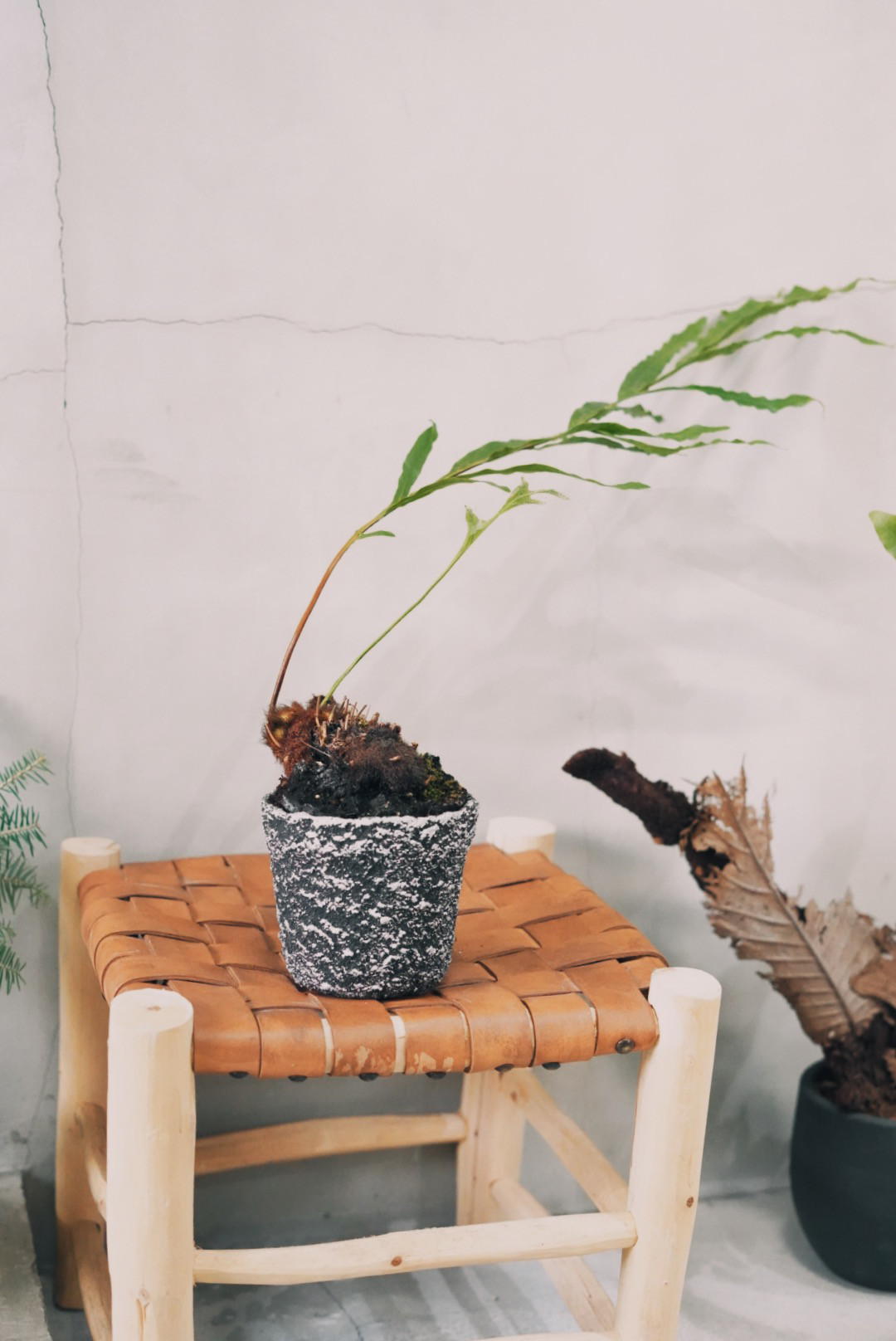 ドリナリアクエルシフォリア