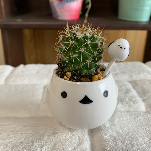 当店22thアニバーサリーセール！シマエナガさんのサボテン