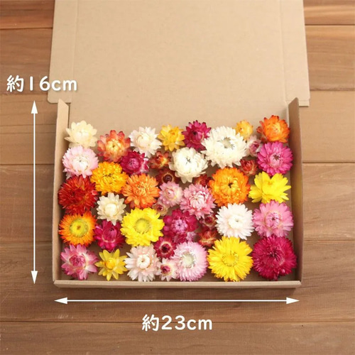 ドライフラワー 3種の花材セット 貝細工など ドライフラワー 花材セット 貝細工 千日紅 スターチス - メルカリ
