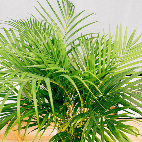 ［現品］1番　アレカヤシ　8号　観葉植物　大型　室内　プラ鉢　おしゃれ　ヤシ 観葉植物 アレカヤシ 8号 プラスチック鉢 | 観葉植物なら