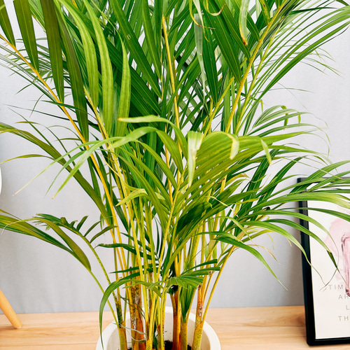 ［現品］1番　アレカヤシ　8号　観葉植物　大型　室内　プラ鉢　おしゃれ　ヤシ 現品］アレカヤシ 8号 観葉植物 大型 室内 プラ鉢 おしゃれ ヤシ