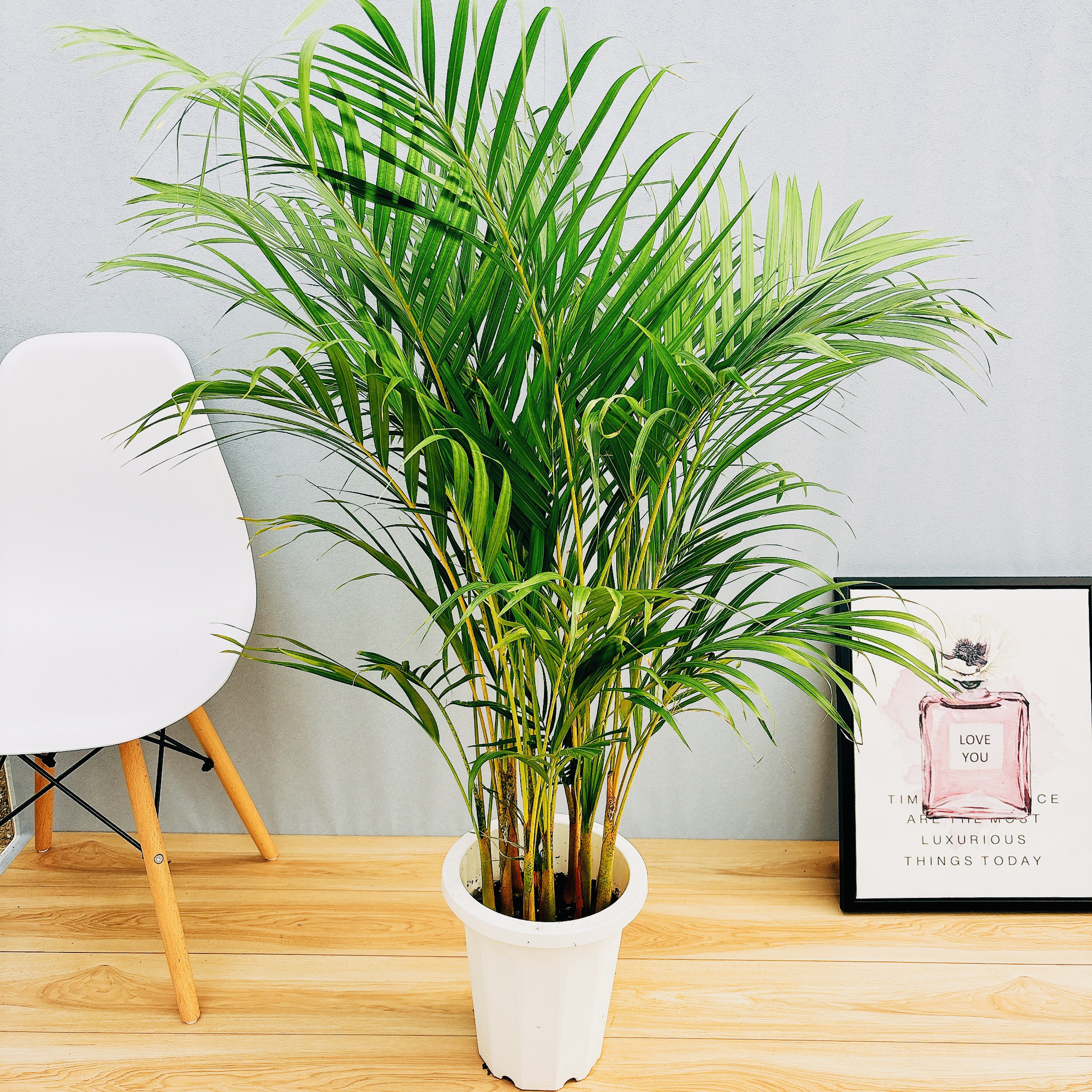 アレカヤシ 8号 観葉植物（¥8,800）