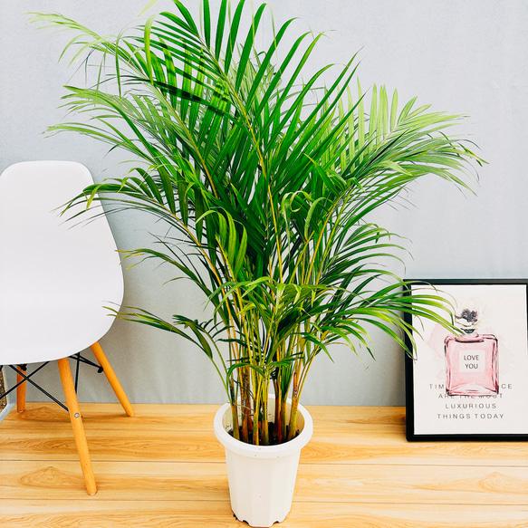 Amazon｜アレカヤシ 128センチ 8号鉢 観葉植物 ガーデニング