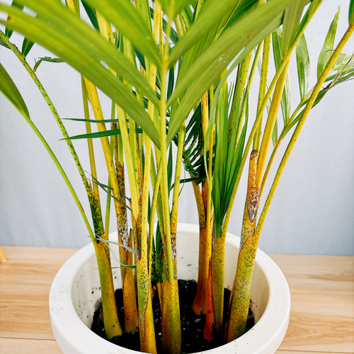 現品］アレカヤシ 8号 観葉植物 大型 室内 プラ鉢 おしゃれ ヤシ