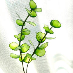 pakuyume　アメリカンフラワー pakuyume アメリカンフラワー 80740172a401df6c85ee7c1eb7d46f