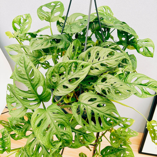 現品］【希少】モンステラオブリクアエクスピラータ 8号 観葉植物 レア