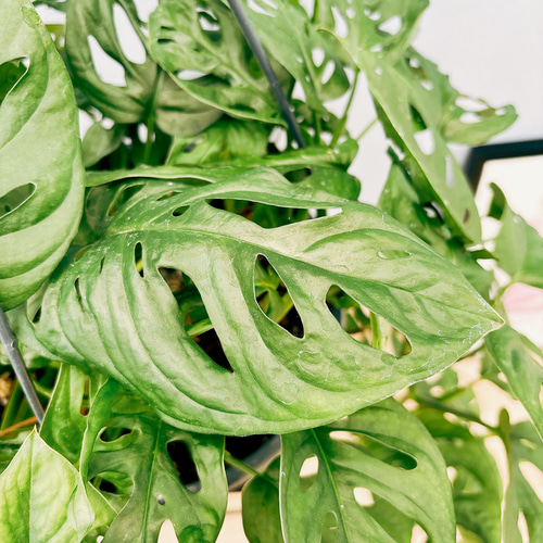 現品］【希少】モンステラオブリクアエクスピラータ 8号 観葉植物 レア