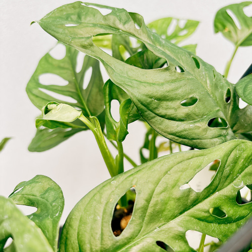 希少レア モンステラ スケルトン 観葉植物 (モンステラ 希少レア モンステラ スケルトン 観葉植物 (モンステラ