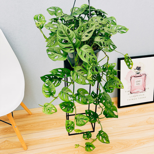 現品］【希少】モンステラオブリクアエクスピラータ 8号 観葉植物 レア