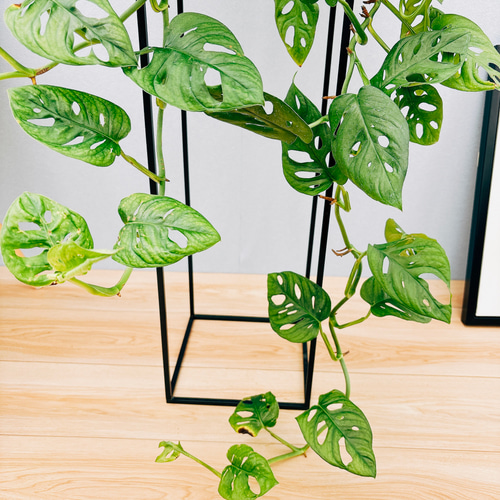 現品］【希少】モンステラオブリクアエクスピラータ 8号 観葉植物 レア