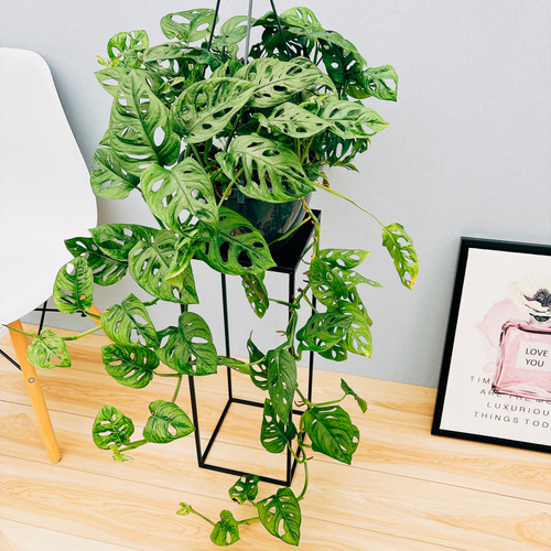 現品］【希少】モンステラオブリクアエクスピラータ 8号 観葉植物 レア