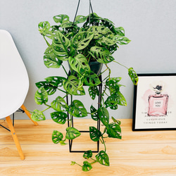 c01735b43265e29b9af84d9b2505e6