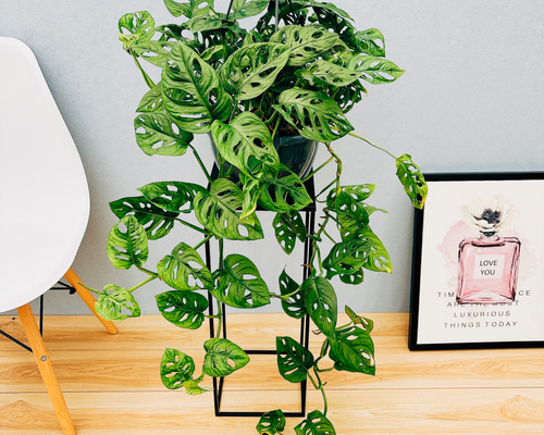 c01735b43265e29b9af84d9b2505e6