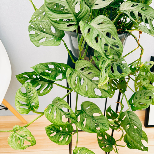 超希少❗️モンステラ　オブリクア　ヤスニ✨ 超希少❗️モンステラ オブリクア ヤスニ✨ - メルカリ