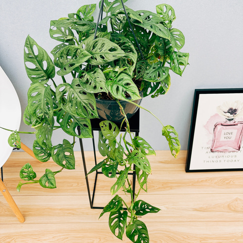 超希少❗️モンステラ　オブリクア　ヤスニ✨ 超希少❗️モンステラ オブリクア ヤスニ✨ - メルカリ