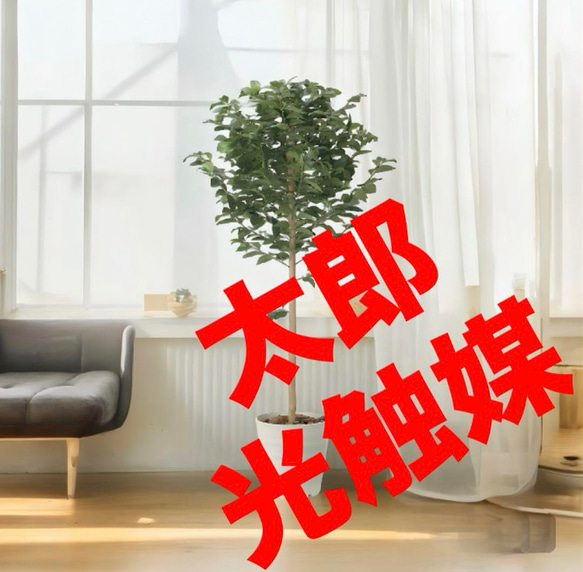 光触媒 人工観葉植物 ウォールグリーン フェイクグリーン レモン