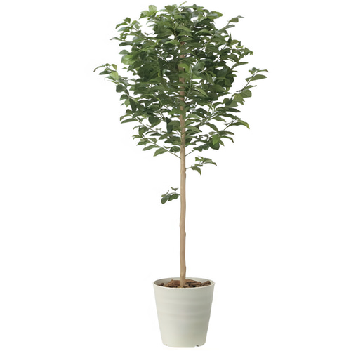 光触媒 人工観葉植物 ウォールグリーン フェイクグリーン レモン
