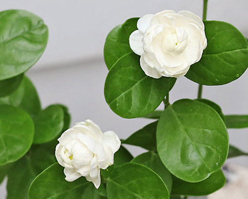 580adfdfa9c18ddfe47ced8f258668