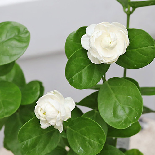 再入荷 花苗 アラビアン ジャスミン ジェイド 3.5号ポット マツリカ