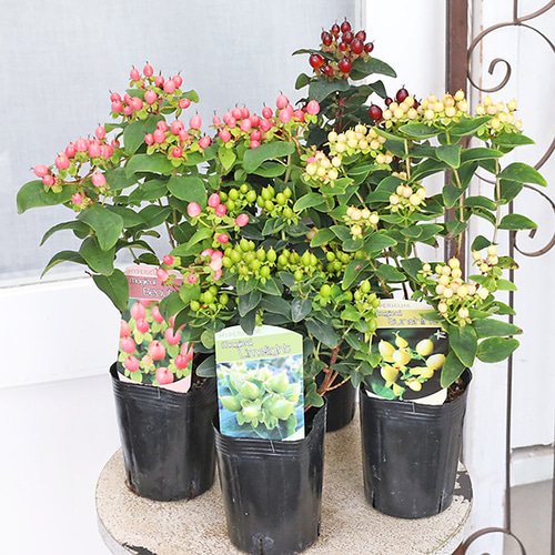 値下げSALE 花木苗 ヒペリカム マジカル ライムライト 3号 実がなる