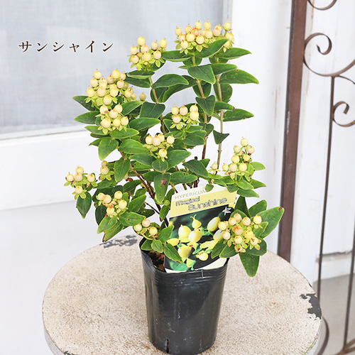 アメリカンフラワー　ユリ　バラ　ヒペリカム 生花】ヒペリカム(赤) 品種おまかせ【50cm/エチオピア】｜Flower