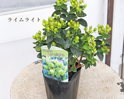 ヒペリカム　苗 f0f0e8cf651d066ff0b8ecb63f5c54